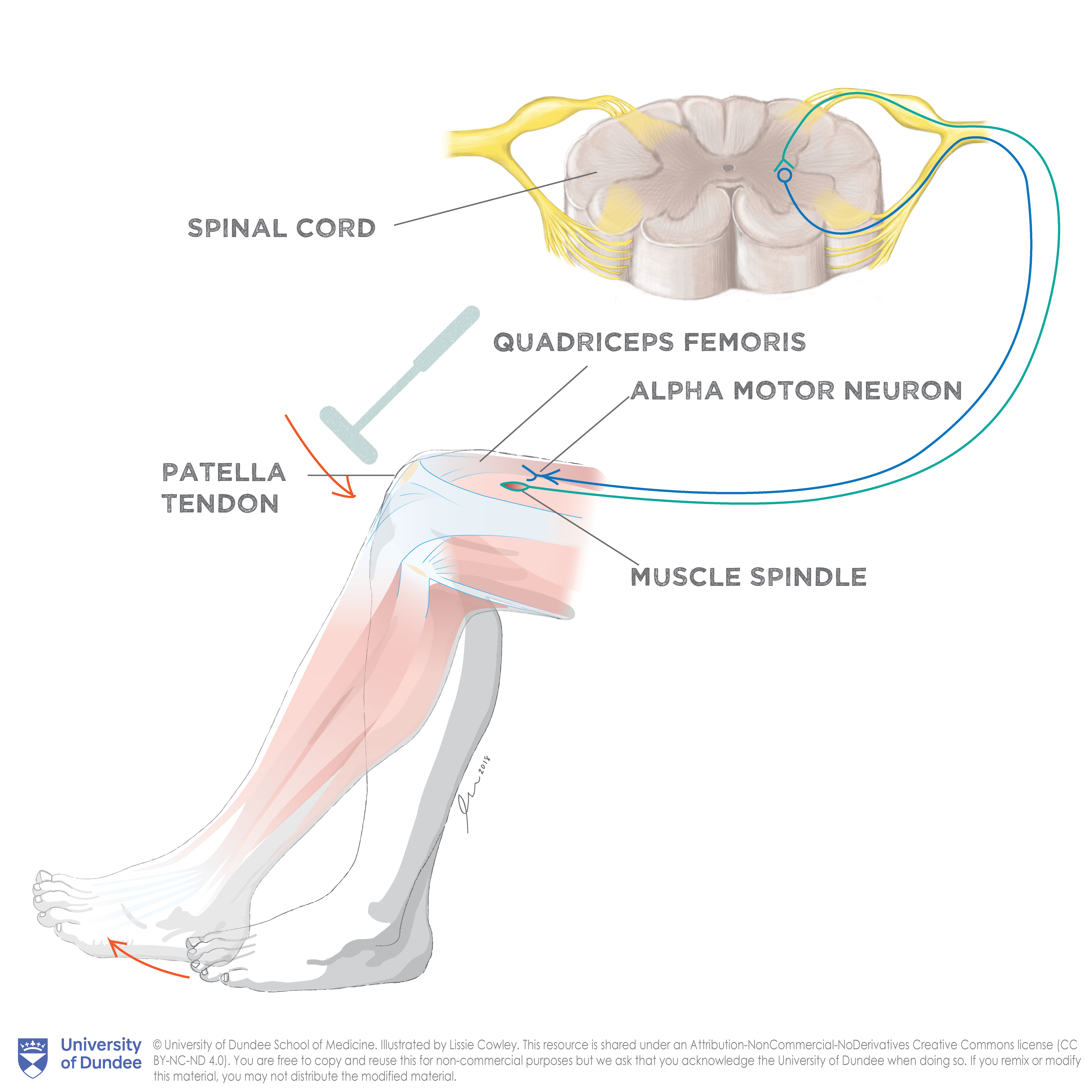 Patellar stretch reflex diagram — University of Dundee